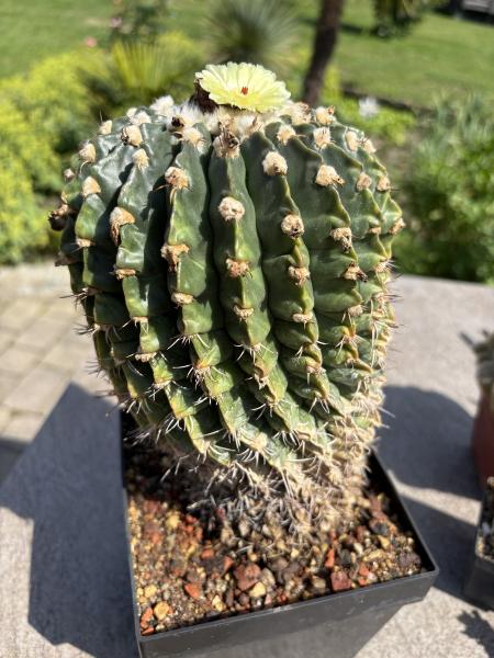 Wigginsia erinacea